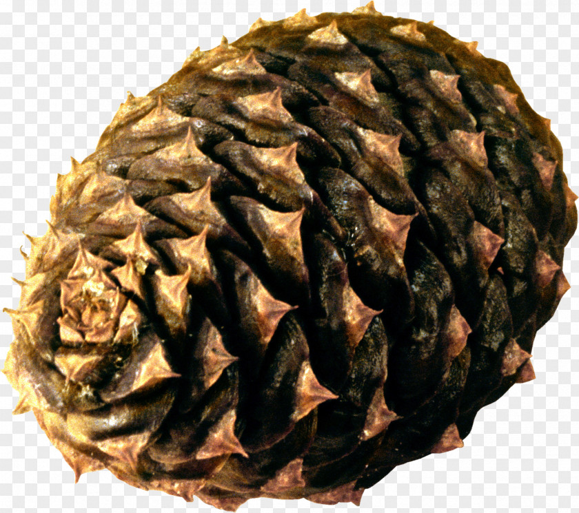 Pine Cone Tea Wagashi No Ha PNG