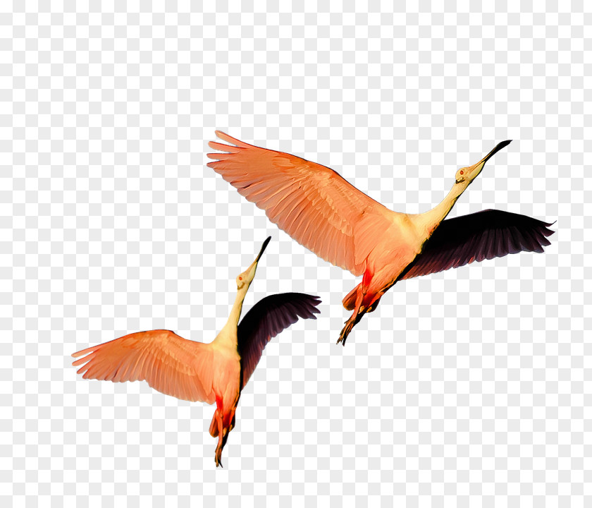 Bird Water Greater Flamingo Beak PNG