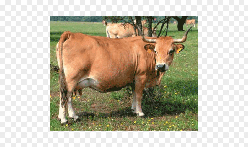 Bull Abondance Cattle Taurine Ox Breed PNG