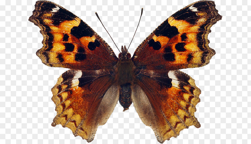 Butterfly Monarch Brush-footed Butterflies Pieridae Large Tortoiseshell PNG