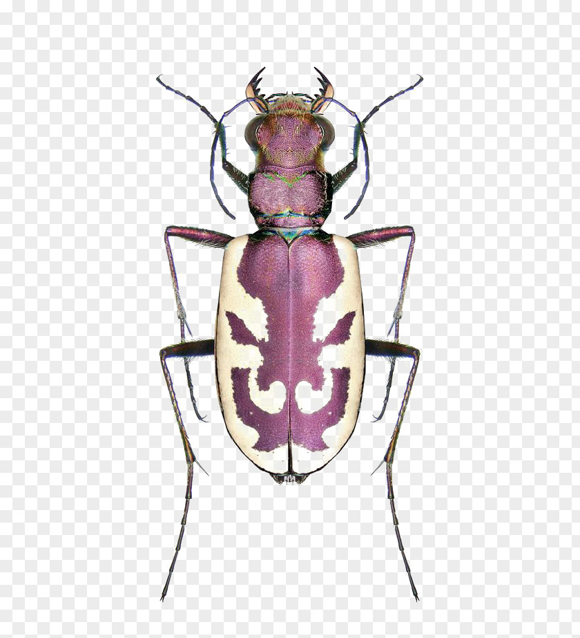 Cartoon Beetle Cicindela Campestris Sexguttata Hybrida Lengi PNG