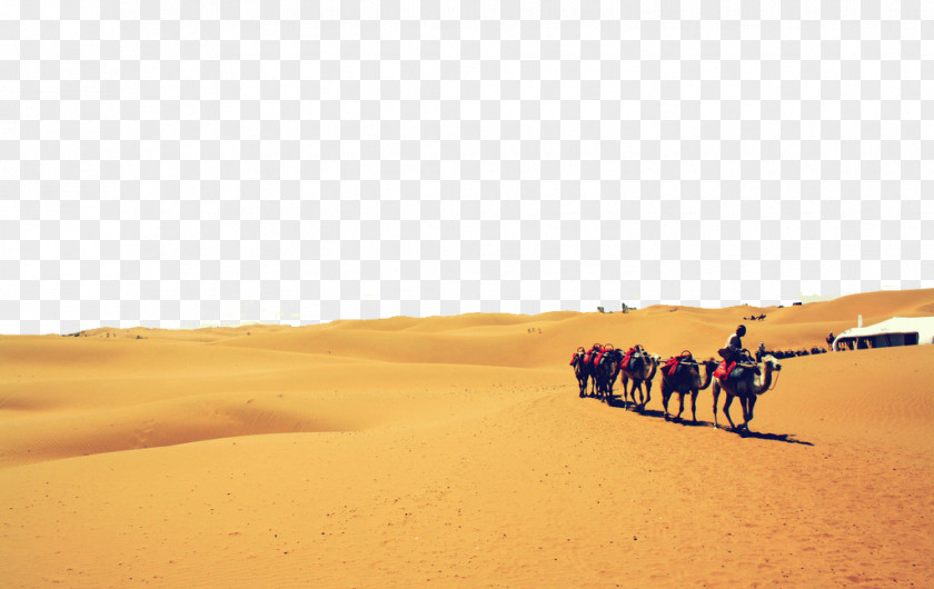 Desert Camel Singing Sand Dune Stock Photography Ecoregion PNG