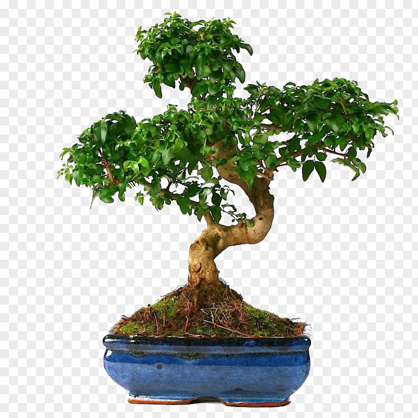 Tree Bonsai Houseplant Sageretia Theezans Chinese Elm PNG