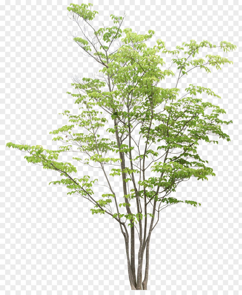 Tree Drawing Clipping Path PNG