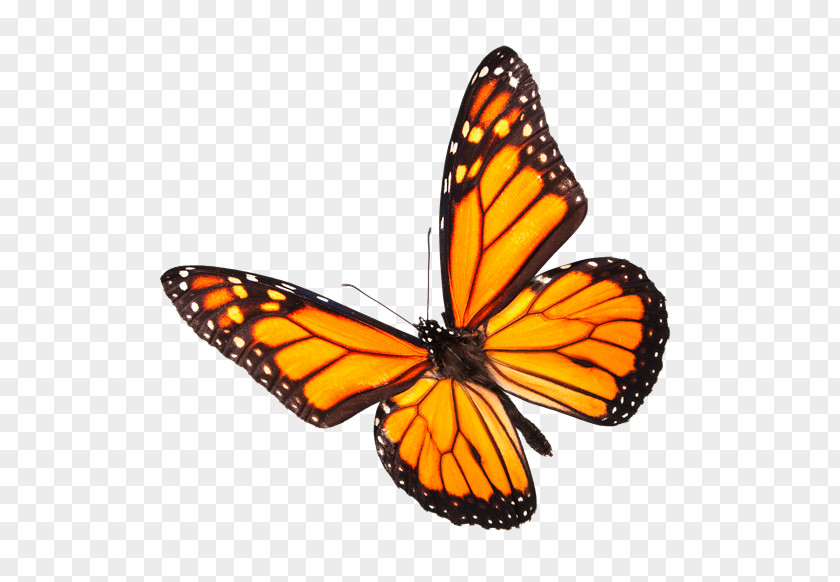 Butterfly Monarch Insect Stock Photography Pollinator PNG