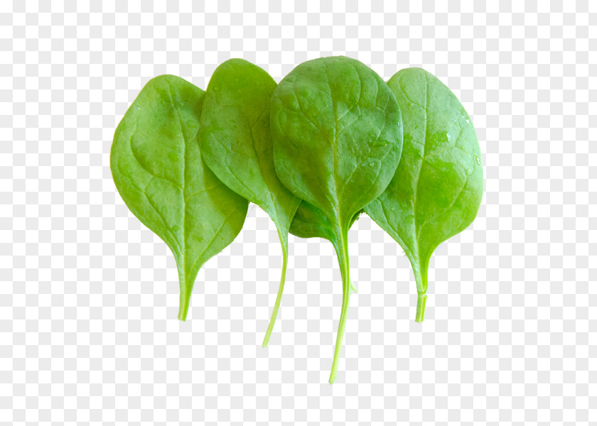 Chard Spring Greens Komatsuna Romaine Lettuce Leaf Vegetable PNG