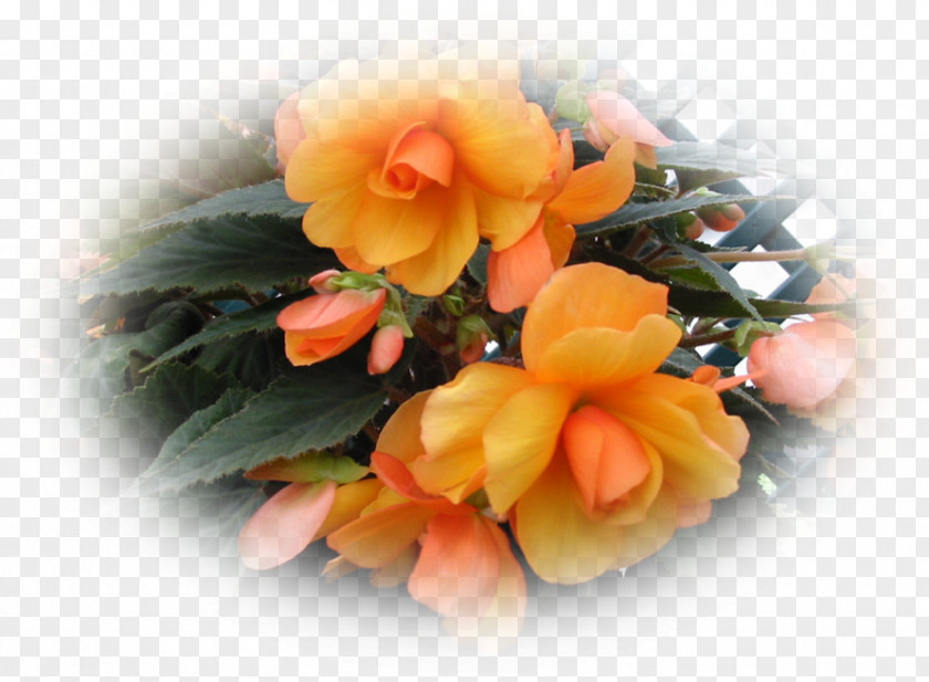 Flower Floral Design Cut Flowers Begonia Bouquet PNG