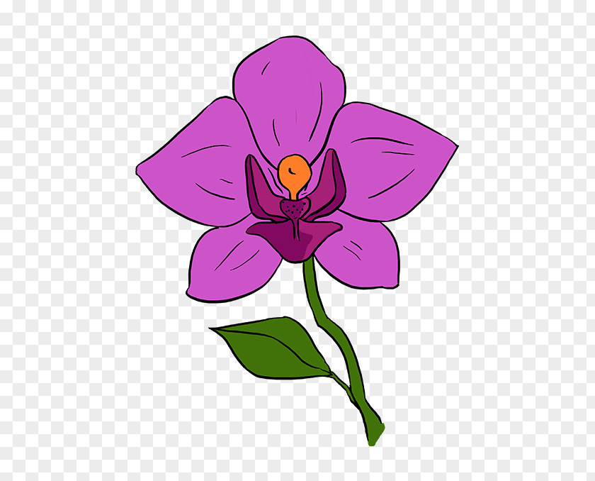 How To Draw A Flower Orchid Drawing: Step-by-step Orchids Clip Art PNG