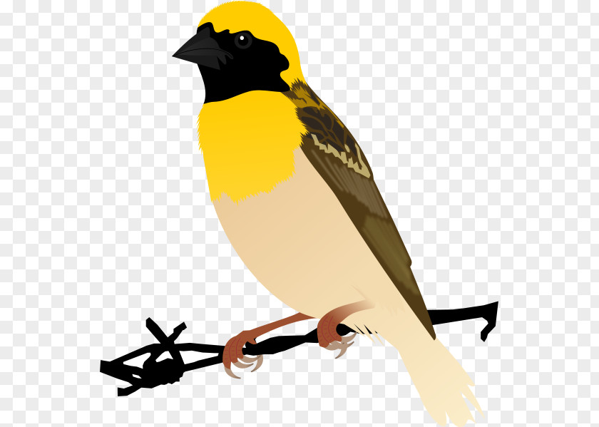 Bird Watercolor House Sparrow Finch Baya Weaver PNG