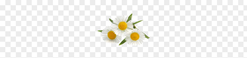 Camomile PNG clipart PNG