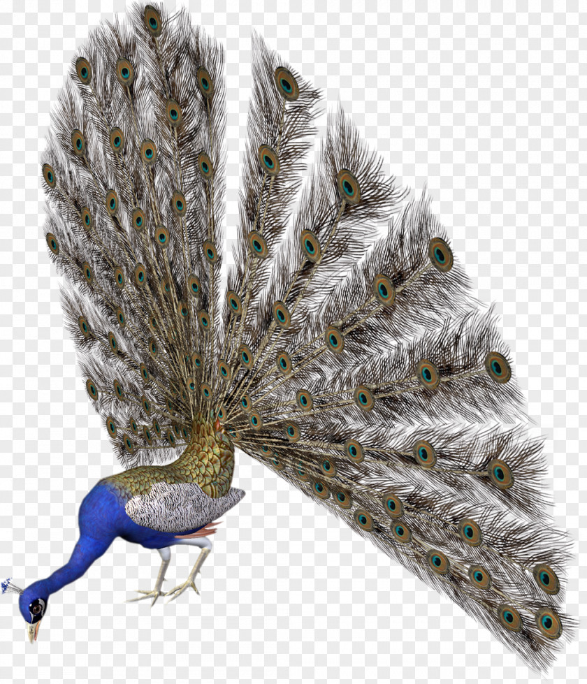 Peacock Peafowl Bird Avatar Clip Art PNG