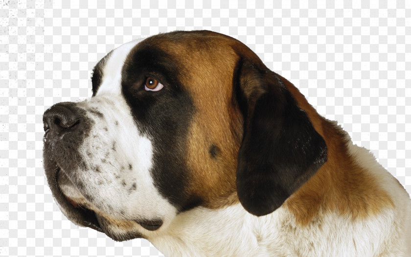 The St Bernard Dogs St. Entlebucher Mountain Dog Moscow Watchdog Shar Pei Puppy PNG