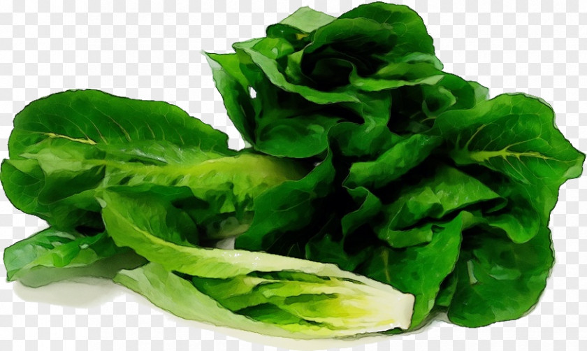 Plant Leaf Vegetable Food Lettuce Iceburg PNG