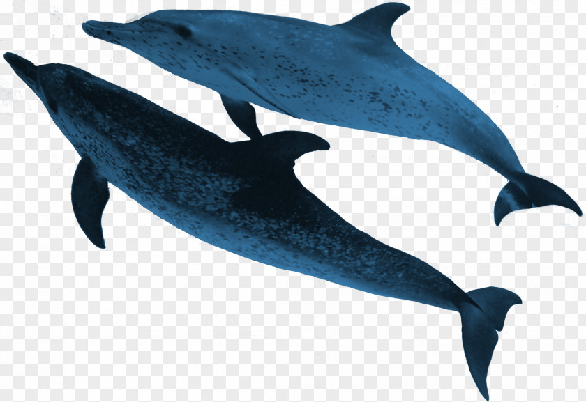 Sea Animals Spinner Dolphin Striped Common Bottlenose Porpoise Rough-toothed PNG