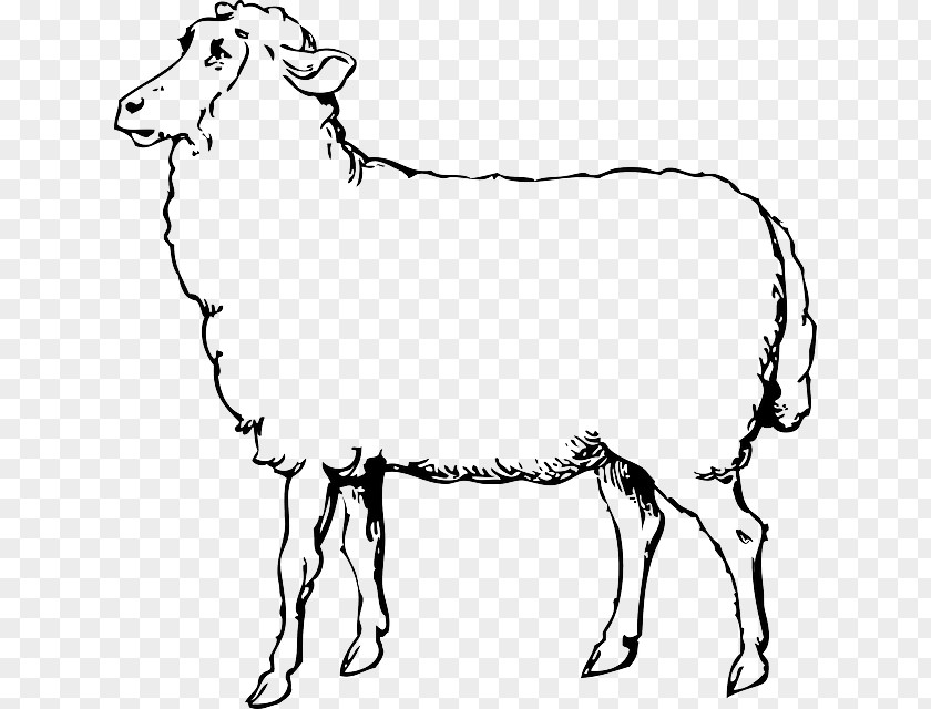 Animals Outline Drawing Sheep Goat Clip Art PNG