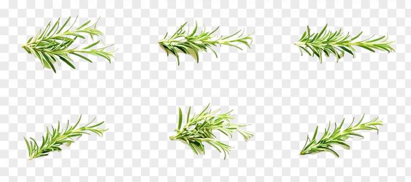 Flower Rosemary PNG