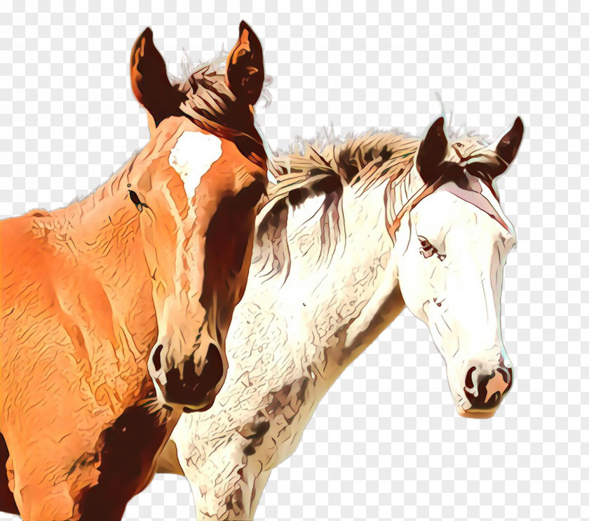 Horse Sorrel Head Snout Mare PNG