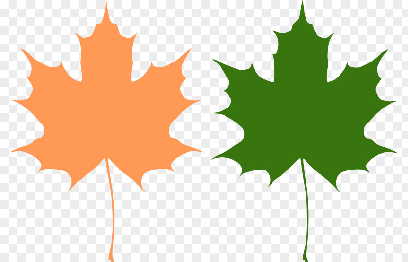 Maple Leaf Vector Canada Reviving Canadian Democracy PNG