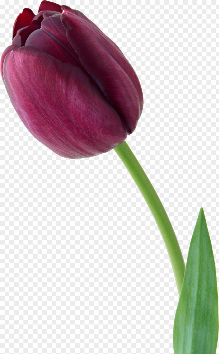 Tulip Flower Bouquet Violet PNG