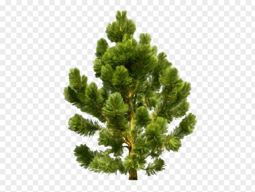 Cedrus Outline Conifers Conifer Cone Scots Pine Spruce PNG