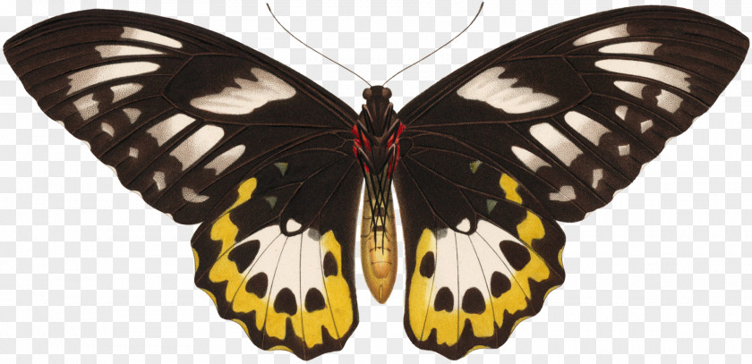 PaperBella Moth Haitalkim StreetButterfly Fairy Monarch Butterfly Pieridae פייפר בלה PNG