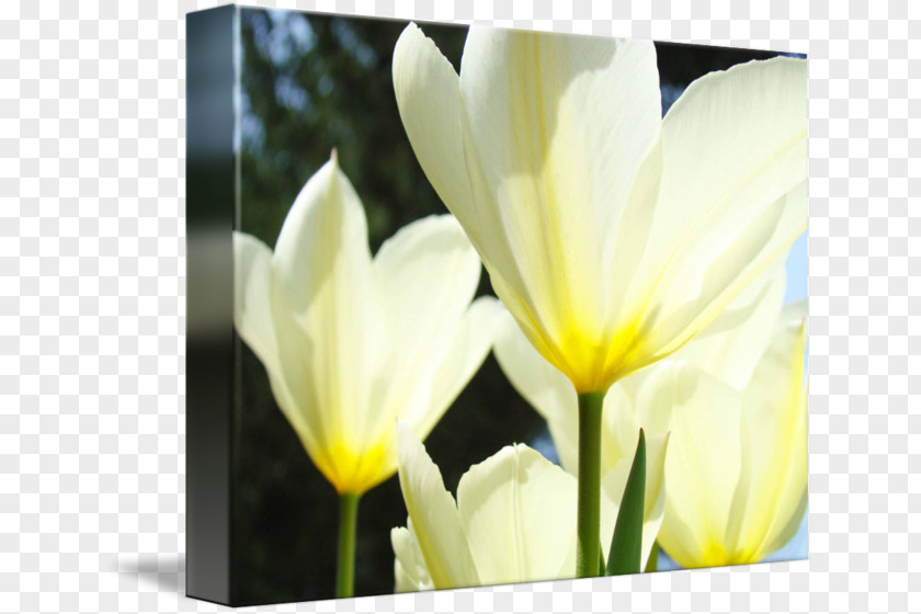Tulip YouTube Flower Yellow PNG