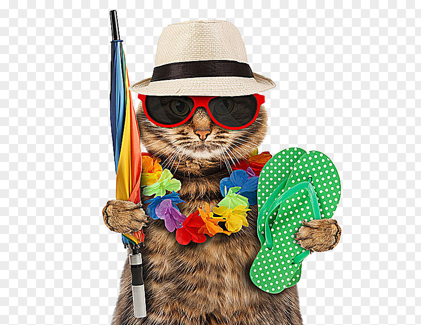 Vacation Kitten Dog Travel PNG