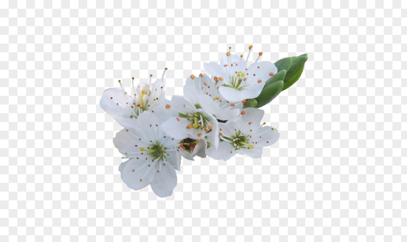 White Pear Flower Rose Blossom PNG