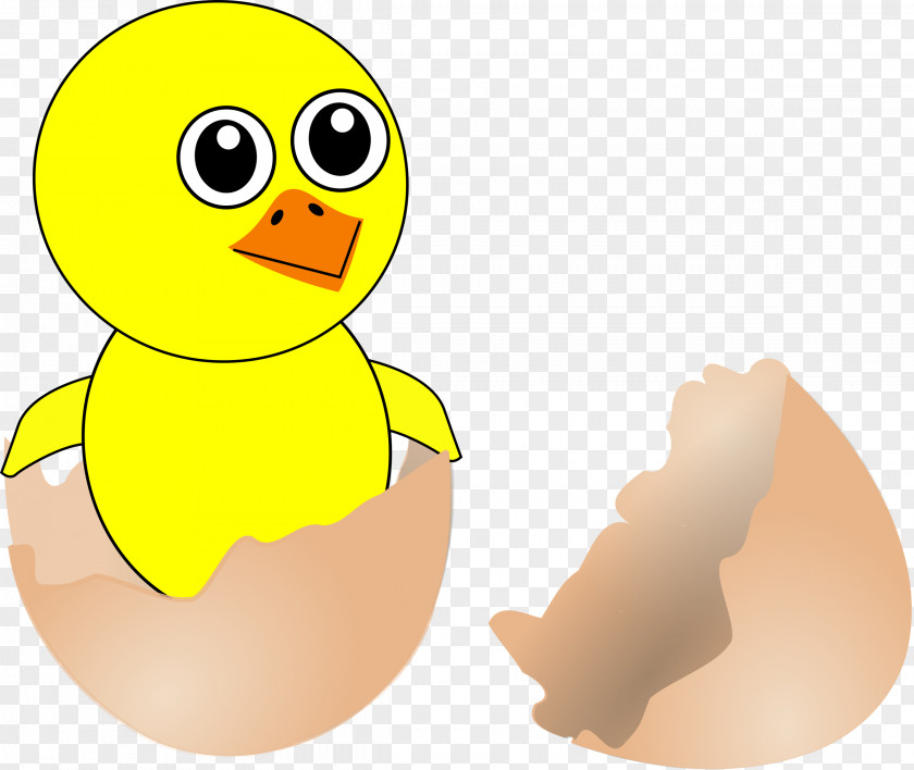 Chick Chicken Eggshell Kifaranga PNG