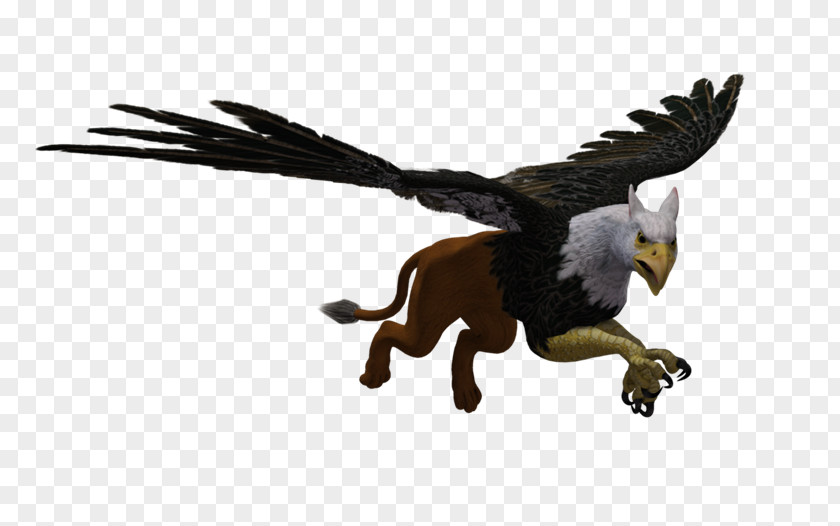 Griffin Bird Bald Eagle Animal PhotoScape PNG