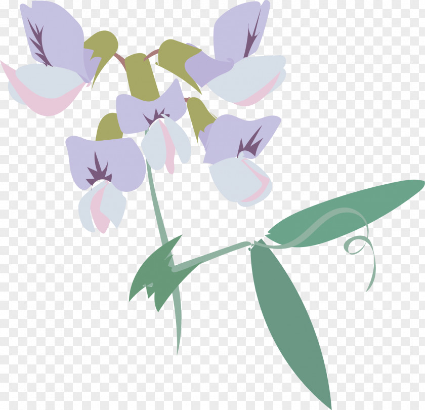 Herbaceous Plant Iris Sweet Pea Flower PNG