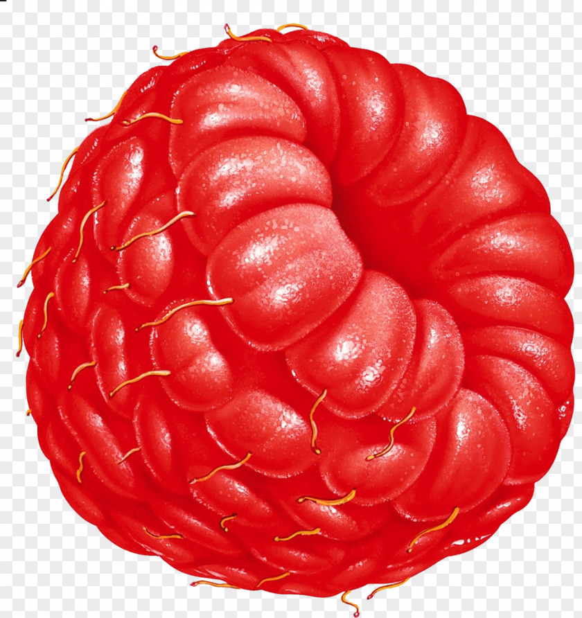 Raspberry Download Fruit Clip Art PNG