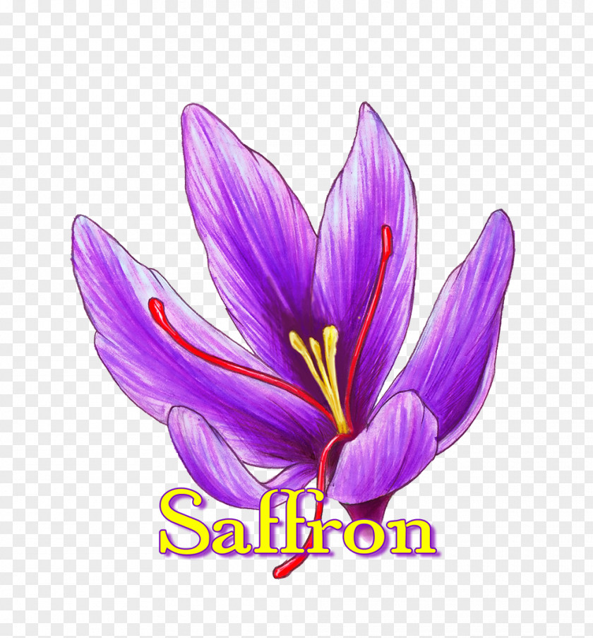 Saffron Violet Crocus Purple Lilac Lavender PNG