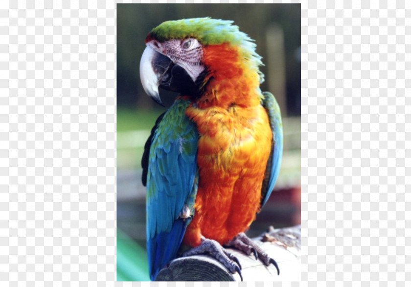 Welsh Hawking Centre Macaw Parakeet Lories And Lorikeets Tourist Attraction PNG