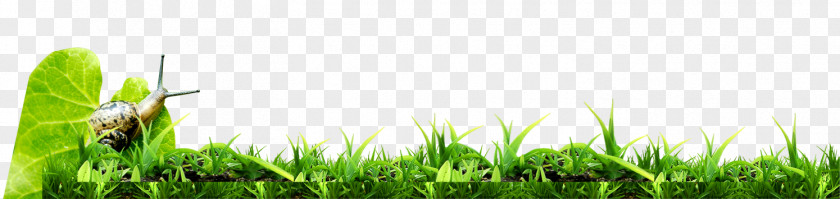 Beautifully Decorated Beautiful Green Leaves Snail Bottom Wallpaper PNG