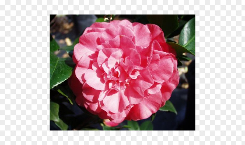 Camellia Flowers Floribunda Japanese Sasanqua Centifolia Roses Memorial Rose PNG