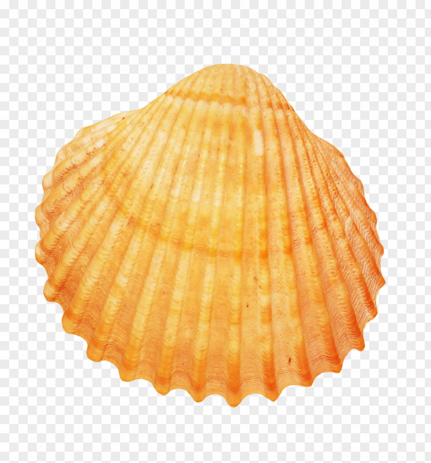 Cockle Scrapbooking Conchology Seashell Photography PNG