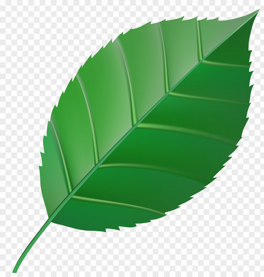 Green Leaf Transparent Clip Art Image Autumn Color PNG