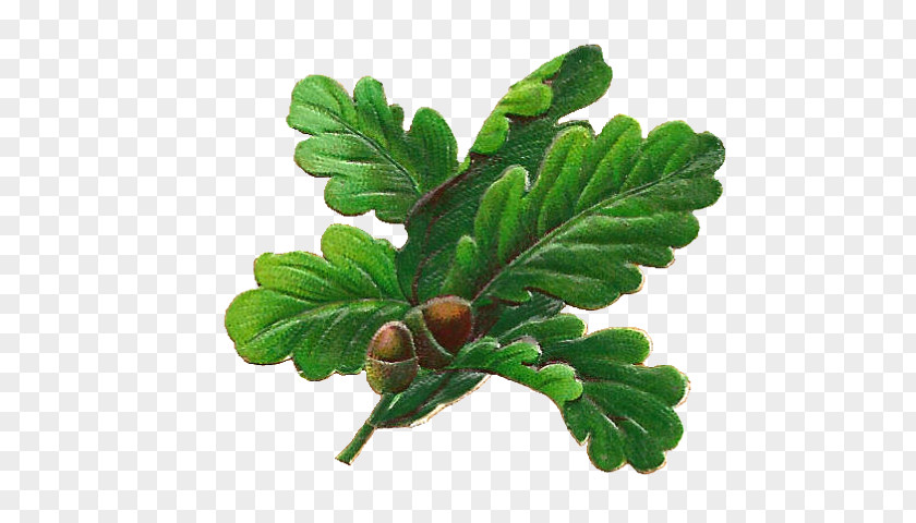 Oak Tree Drawing Acorn Clip Art English Leaf PNG