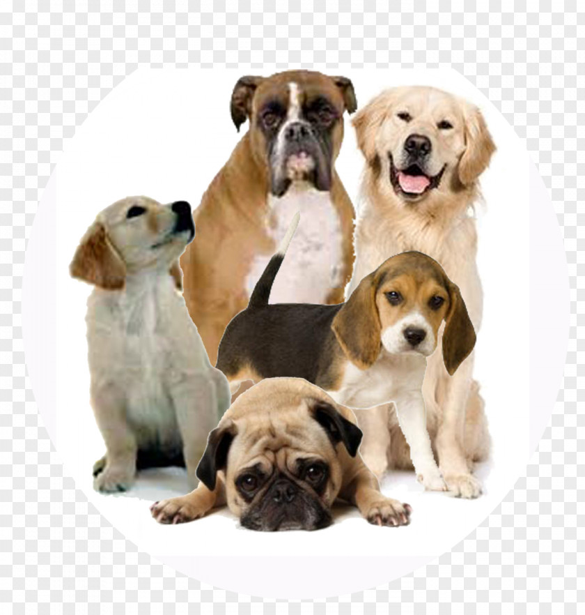 Dog 2 Clip Art PNG