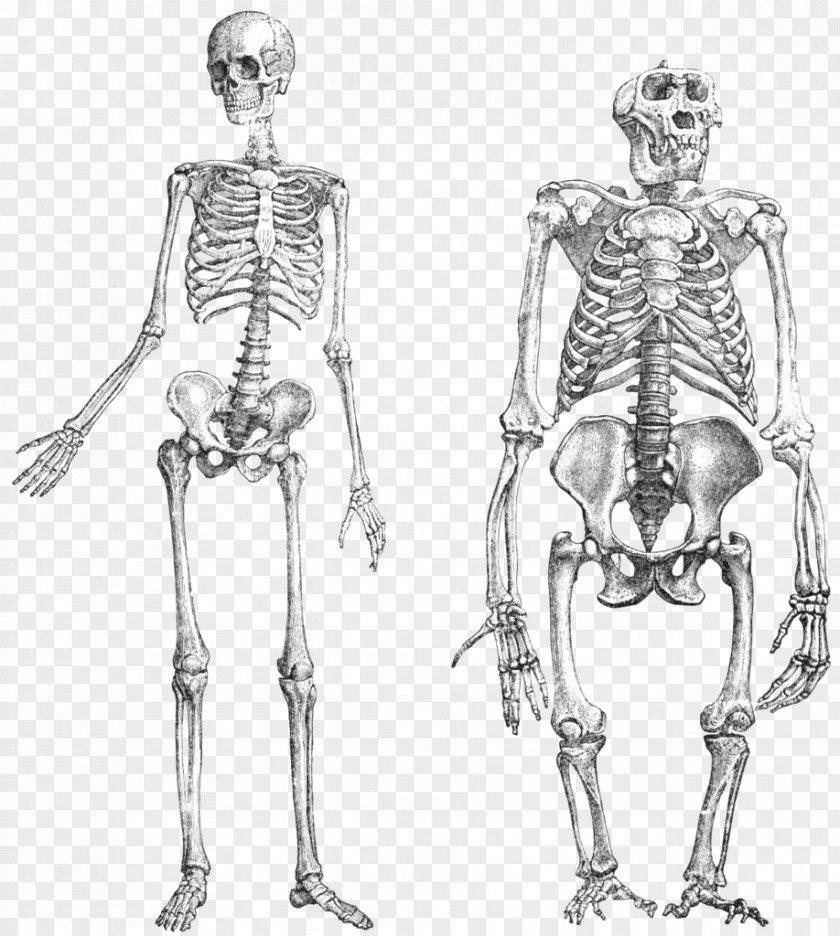 Doodle Chimpanzee Gorilla Primate Neandertal Human Skeleton PNG