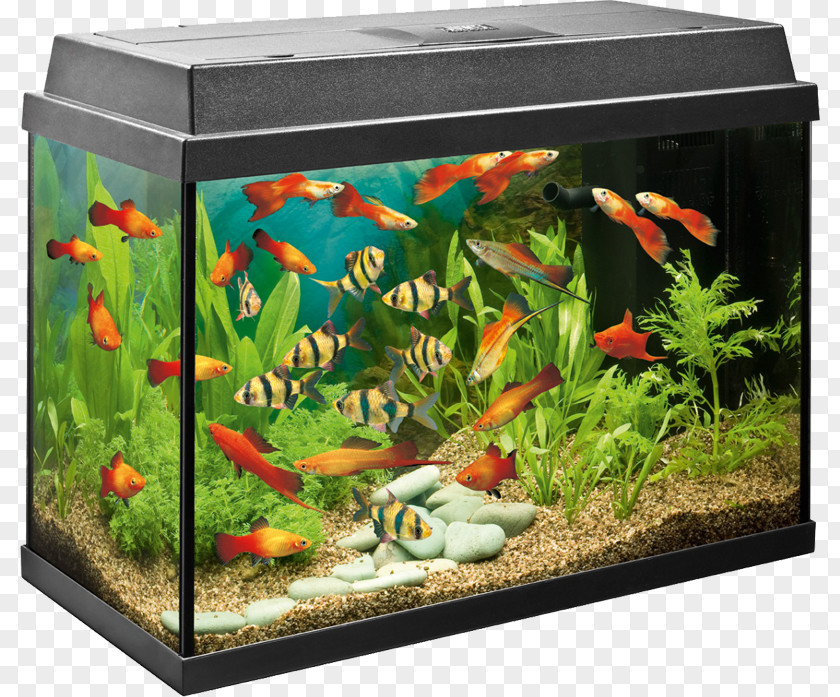 Fashion Creative Home Aquarium Tropical Aquariums Angelfish Filter Fishkeeping PNG