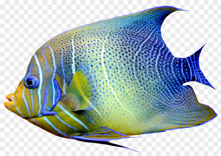 Fishing Goldfish Chaetodon Angelfish Clip Art PNG