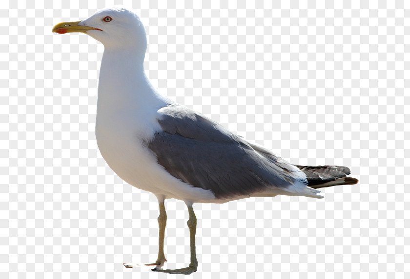 Gull The Seagull Icon PNG