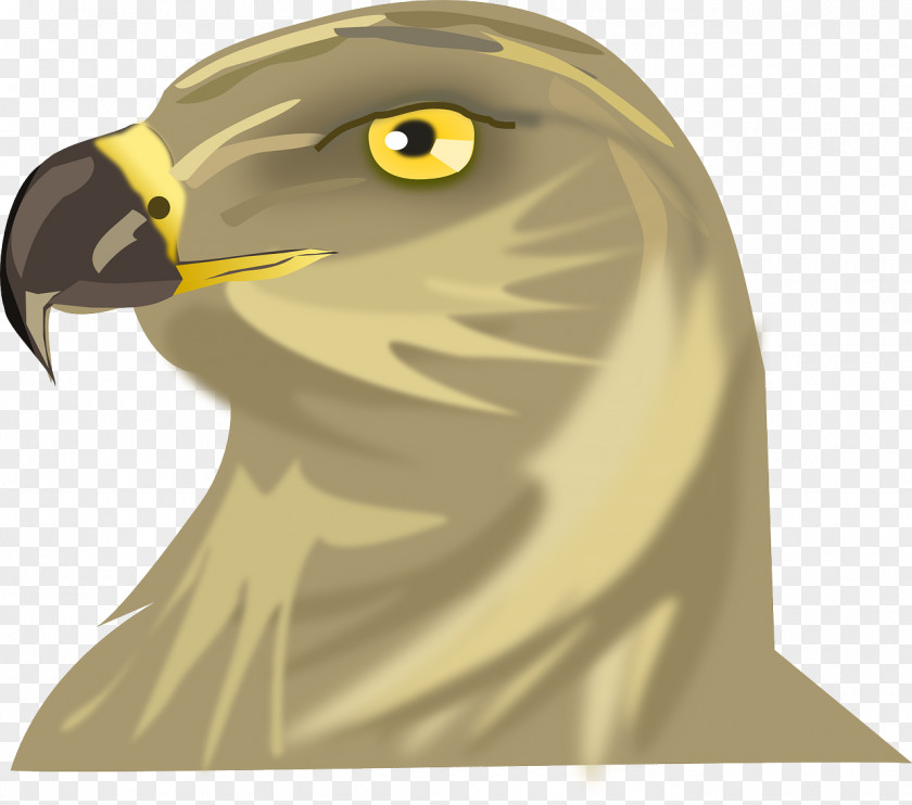 Padlock Bird Changeable Hawk-eagle Clip Art PNG