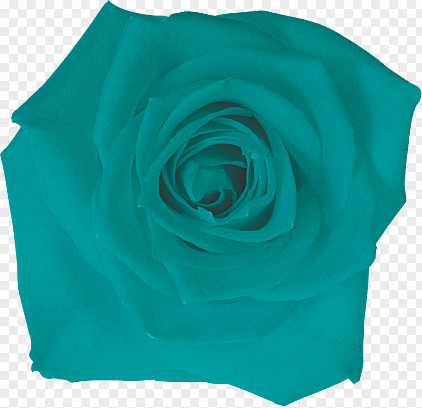 Rose Garden Roses Turquoise Petal PNG