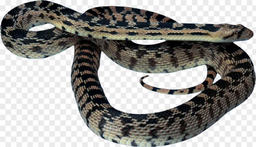 Snake Vipers Reptile Clip Art PNG