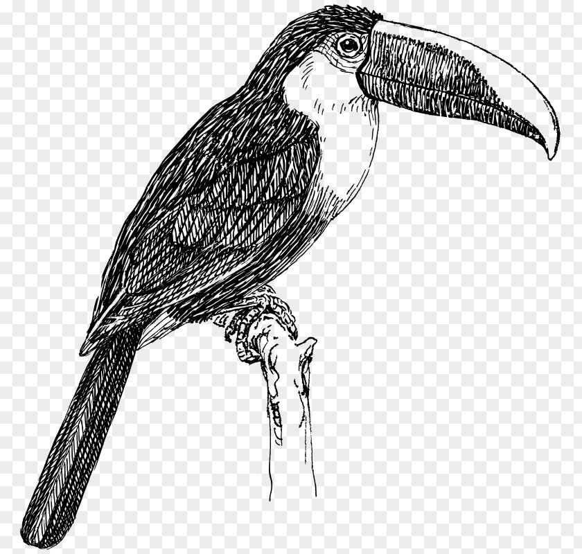 Bird Toco Toucan Drawing White-throated PNG