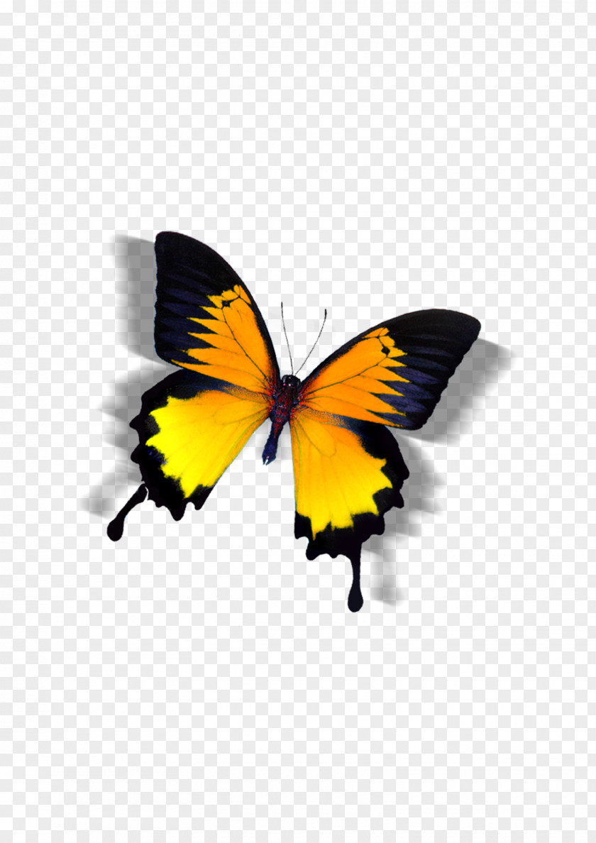 Colorful Butterfly High-definition Television 4K Resolution 1080p 2160p Wallpaper PNG