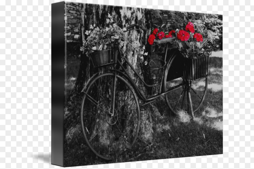 Flower Bicycle Black And White Monochrome Photography Gallery Wrap Motor Vehicle PNG